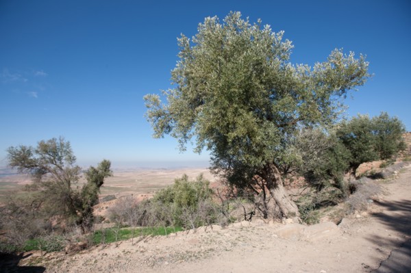 Afrique du nord, Maroc, Marrakech, pied du Haut Atlas, route d'Amizmiz, en direction de Sidi