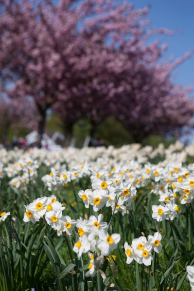 Bois De Vincennes, Parc Floral De Paris