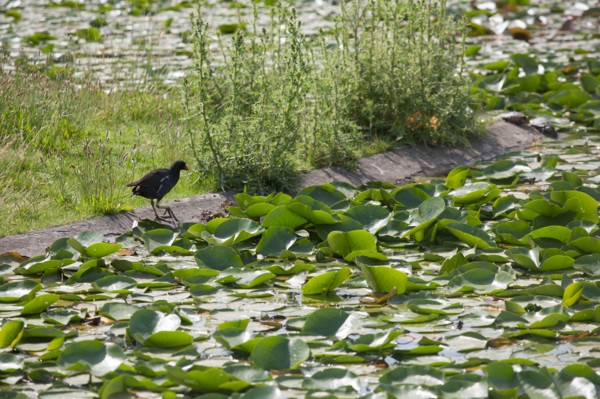 Bois De Vincennes, Parc Floral De Paris