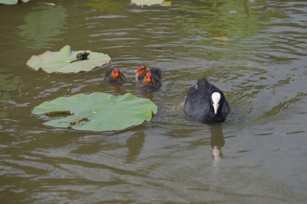 Bois De Vincennes, Parc Floral De Paris