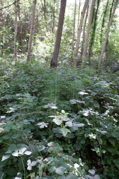 Forêt De Meudon, bois et nature autour de L'étang de Chalais
