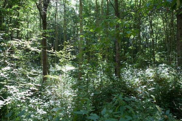 Forêt De Meudon, bois et nature autour de L'étang de Chalais