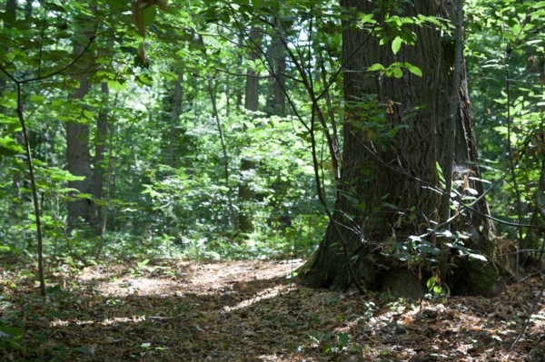 Forêt De Meudon, bois et nature autour de L'étang de Chalais