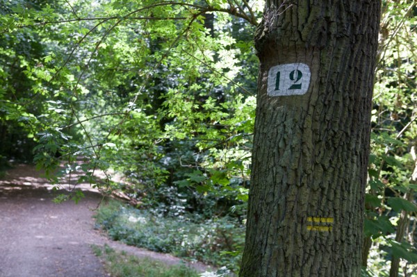 Forêt De Meudon, bois et nature autour de L'étang de Trivaux