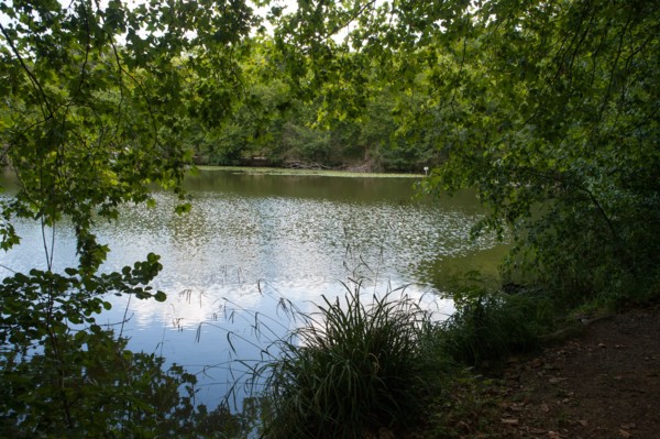 Forêt De Meudon, bois et nature autour de L'étang de Trivaux