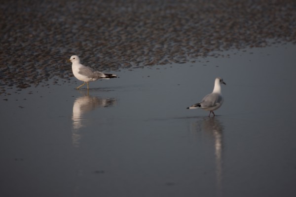 Cabourg, Plage