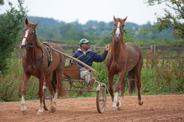 Haras De Pitz, Ecurie Danover