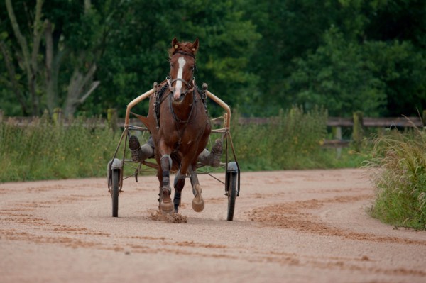 Haras De Pitz, Ecurie Danover