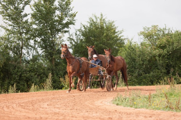 Haras De Pitz, Ecurie Danover