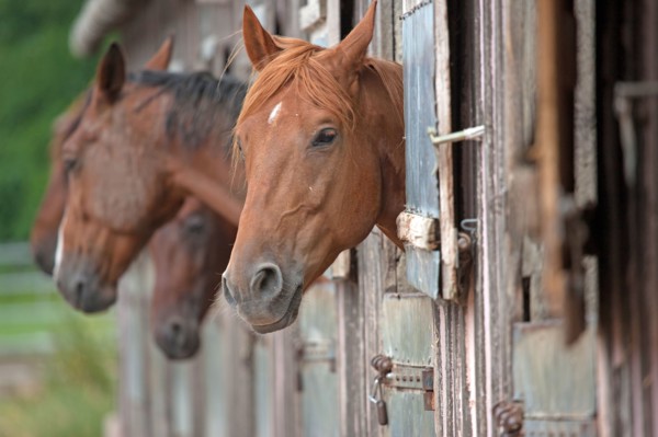 Haras De Pitz, Ecurie Danover