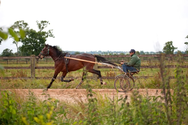 Haras De Pitz, Ecurie Danover