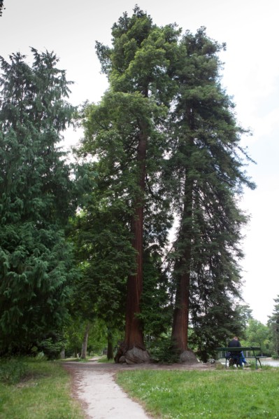 Bois De Boulogne,Etang Du Reservoir