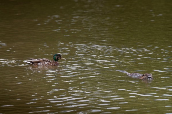Bois De Boulogne,Etang Du Reservoir