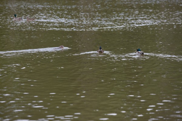Bois De Boulogne,Etang Du Reservoir