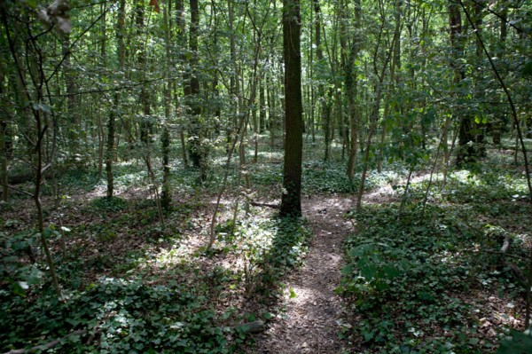 Bois De Boulogne, Bosquet