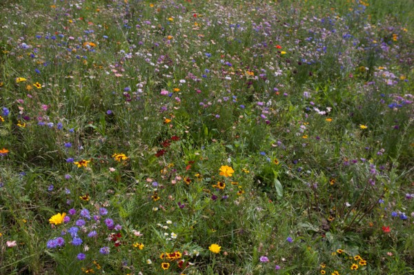 Etang De Suresnes, Fleurs Sauvages De La Prairie