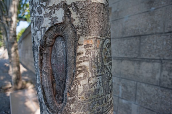 Quai Francois Mitterrand (Quai Des Tuileries) Berges de Seine, Arbre Grave De Messages D'Amour