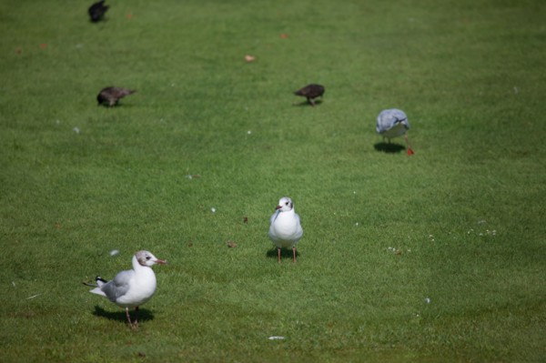 Jardin Des Tuileries,