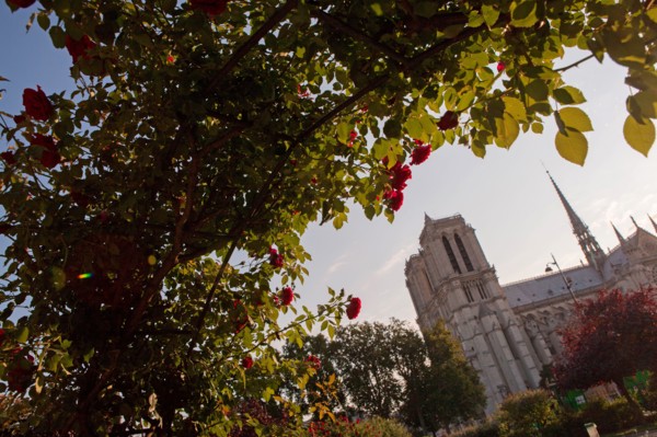 Square Rene Viviani, Face A Notre Dame De Paris