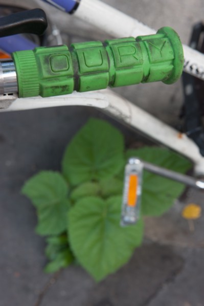 Ile de la Cité, Quai Des Orfevres Velo A Poignace Verte Et Feuilles Du Meme Vert