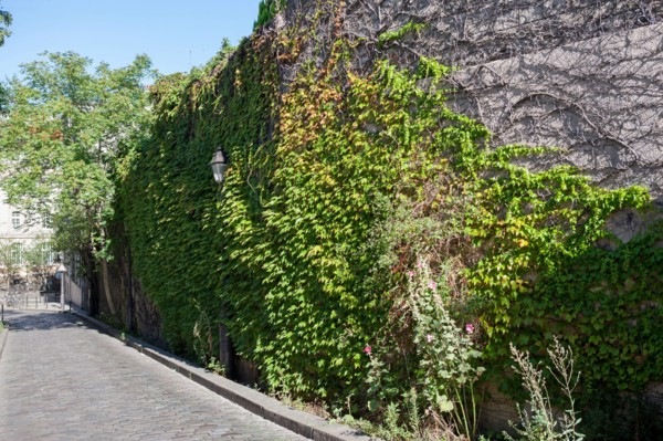 18e Arrondissement, Rue Saint Vincent