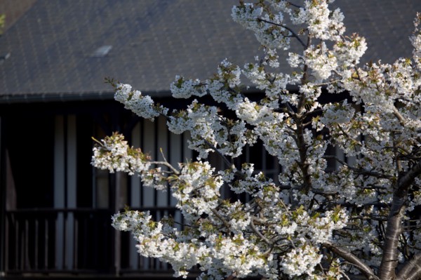 Cerisier en fleurs à Cabourg