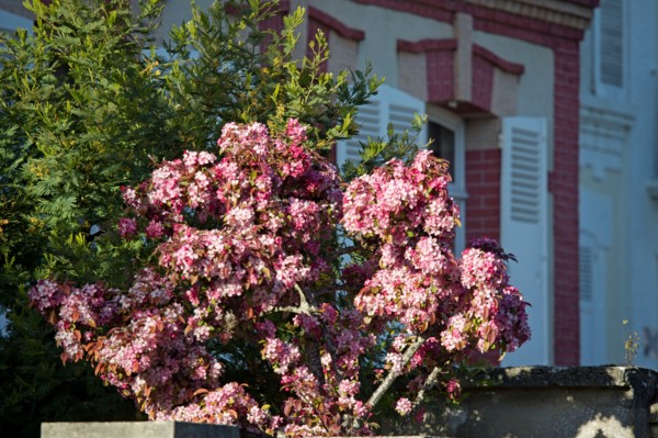 Cerisier en fleurs à Cabourg