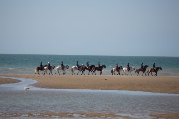 Villers-sur-Mer, chevaux et poneys sur la plage