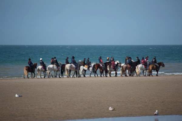 Villers-sur-Mer, chevaux et poneys sur la plage