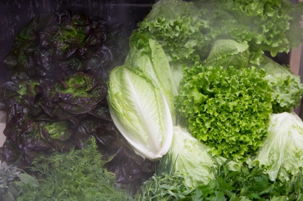 Salades sous brumisateur