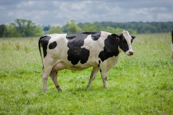 Vaches de Baie du Mont-Saint-Michel