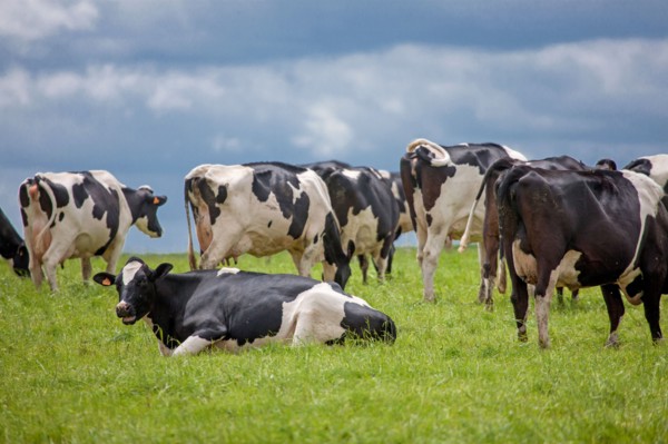Vaches de Baie du Mont-Saint-Michel