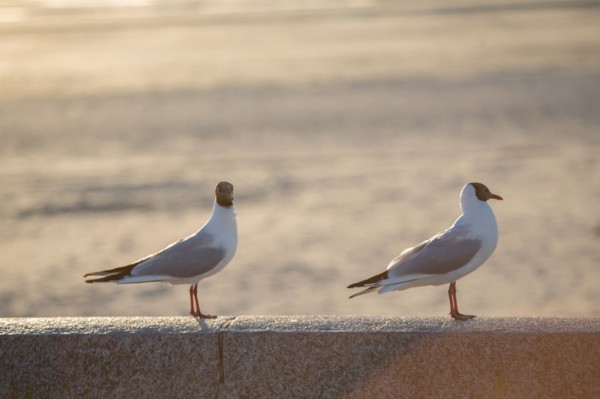 Berck Plage