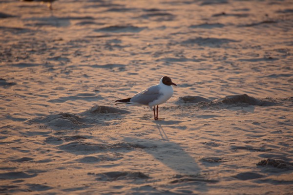 Berck Plage
