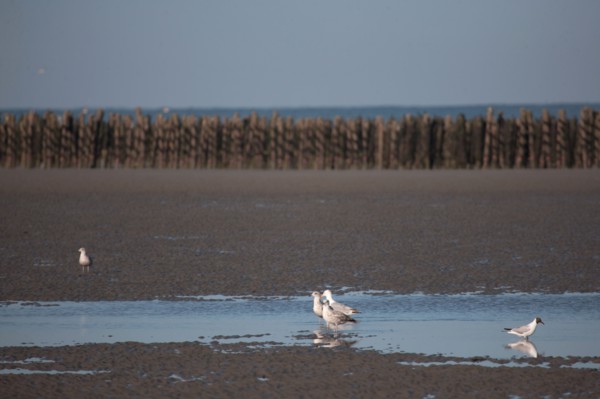 Quend, Somme