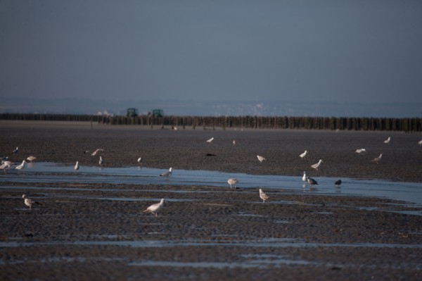 Quend, Somme