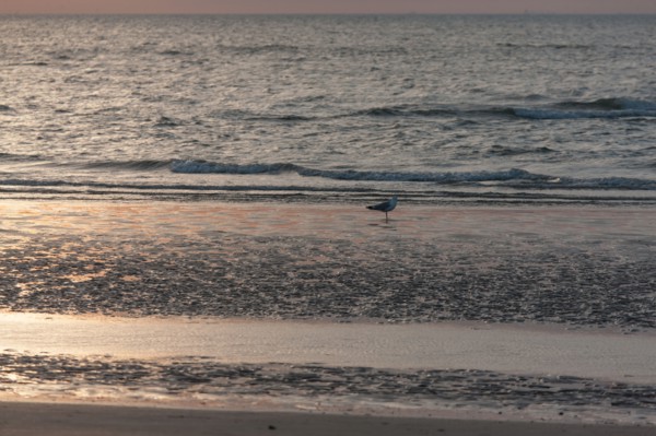 Trouville sur Mer, Kite surf au soleil couchant