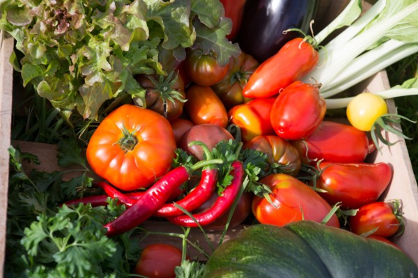 Légumes du potager