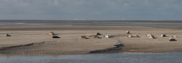 Baie d'Authie (Pas-de-Calais, France)