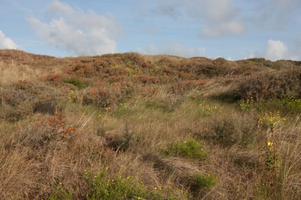Baie d'Authie (Pas-de-Calais, France)