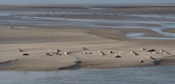 Baie d'Authie (Pas-de-Calais, France)