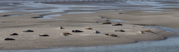 Baie d'Authie (Pas-de-Calais, France)