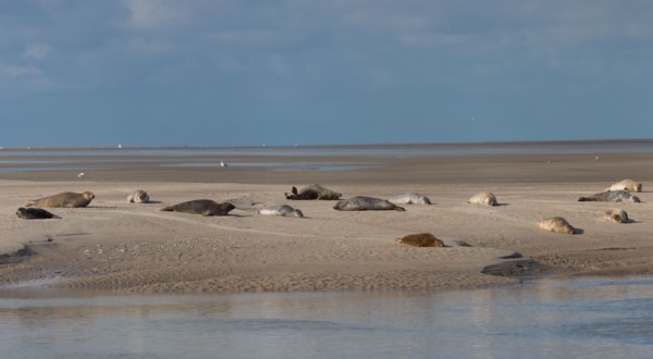 Baie d'Authie (Pas-de-Calais, France)