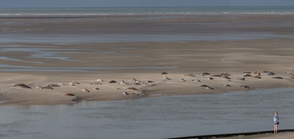 Baie d'Authie (Pas-de-Calais, France)