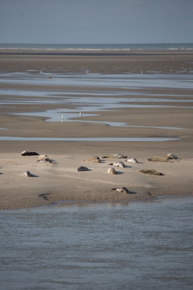 Baie d'Authie (Pas-de-Calais, France)