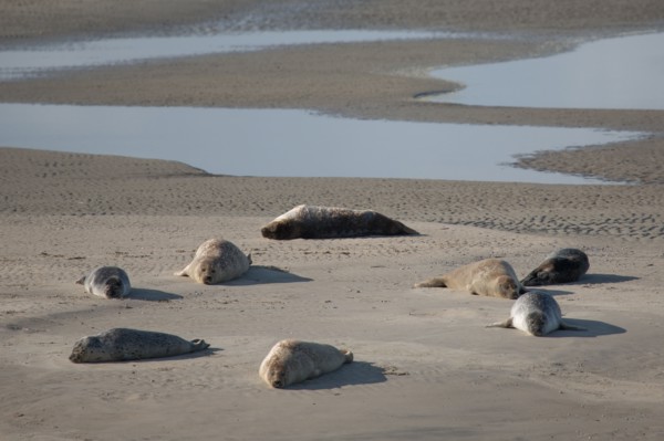 Baie d'Authie (Pas-de-Calais, France)