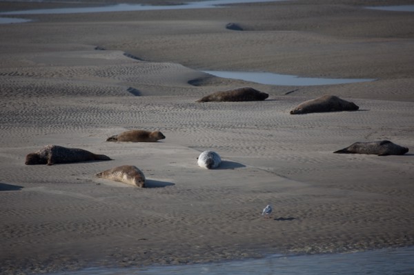 Baie d'Authie (Pas-de-Calais, France)