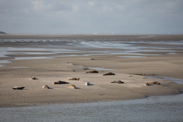Baie d'Authie (Pas-de-Calais, France)