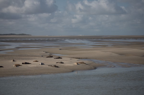 Baie d'Authie (Pas-de-Calais, France)