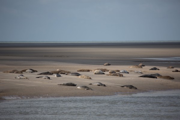 Baie d'Authie (Pas-de-Calais, France)